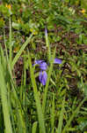 Giant blue iris